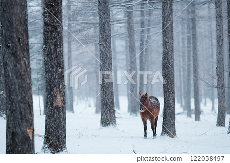 下雪的森林和堂山湖 122038497