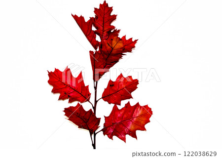 leaf, autumn, maple 122038629