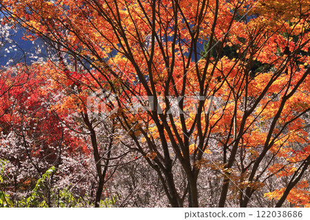 Autumn at Jomine Park Autumn at Jomine Park 122038686