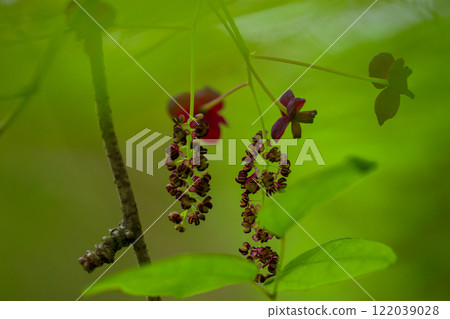 Spring forest scenery: Purple akebia flowers blooming in the forest Spring forest scenery: Purple akebia flowers blooming in the forest 122039028