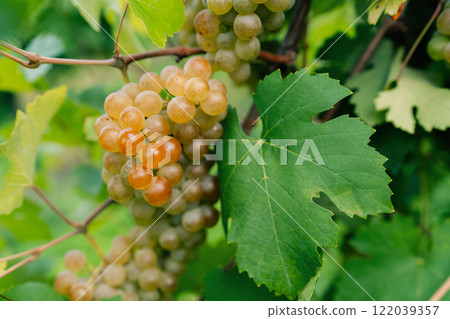 Bunch of white grapes between the grape leaves in vineyard 122039357
