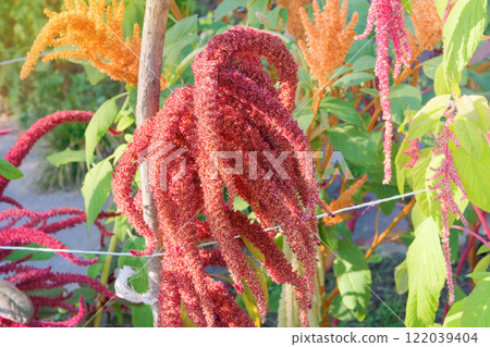 Amaranthus caudatus of violet color. Growing protein grains in organic garden. Farming. Countryside garden. 122039404