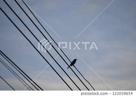 a birf rest on wire with sky background a birf rest on wire with sky background 122039654