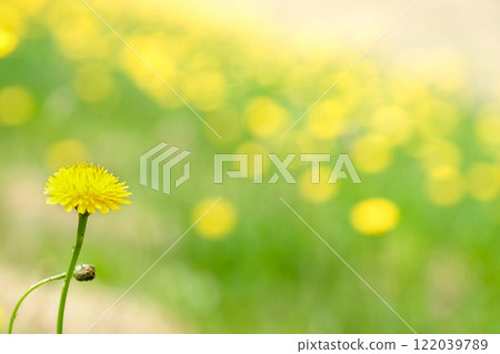 黃花 122039789