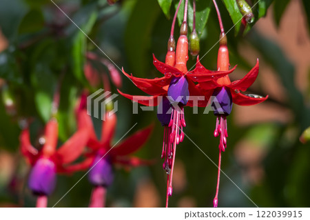Fuchsia flower in the garden 122039915