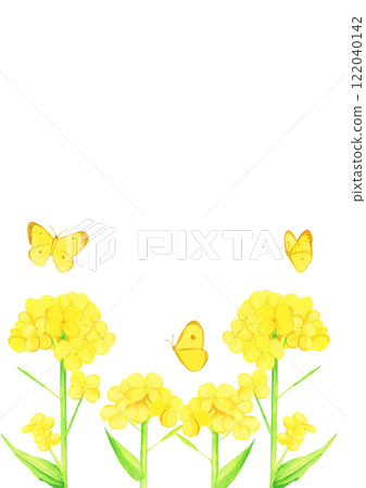 手繪水彩油菜花和黃蝴蝶飛越花圖 122040142