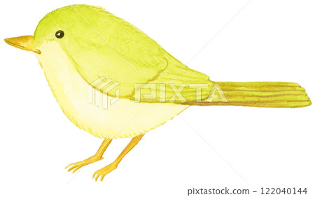 Hand-drawn watercolor illustration of a cute Japanese bush warbler 122040144