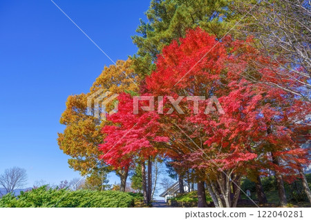 藍天映襯下鮮紅的楓葉和黃葉的協作場景 藍天映襯下鮮紅的楓葉和黃葉的協作場景 122040281