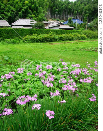 初夏村莊森林中特魯巴奇亞盛開的風景 初夏村莊森林中特魯巴奇亞盛開的風景 122040308