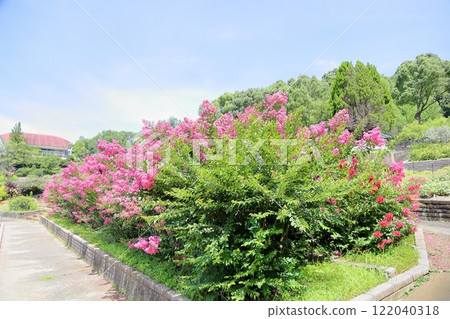 Full bloom of Crape myrtle flowers 122040318
