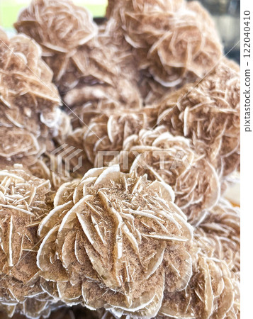 Mexican desert rose rough Mexican desert rose rough 122040410