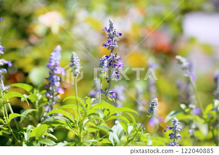Salvia Farinassea花 Salvia Farinassea花 122040885
