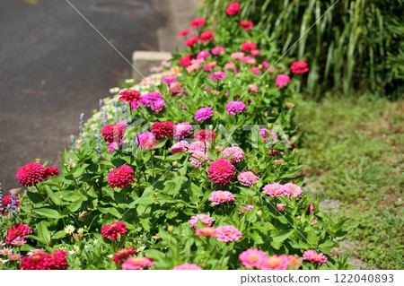 Cute zinnia flower 122040893