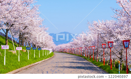 大川津分水嶺櫻花樹 大川津分水嶺櫻花樹 122040897