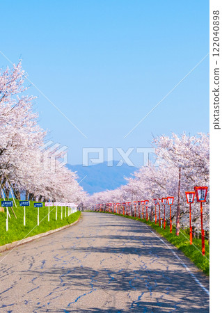 大川津分水嶺櫻花樹 122040898