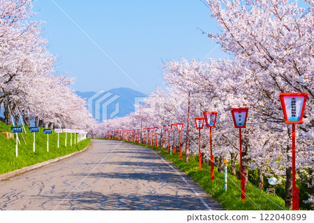 大川津分水嶺櫻花樹 122040899