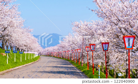 大川津分水嶺櫻花樹 大川津分水嶺櫻花樹 122040900