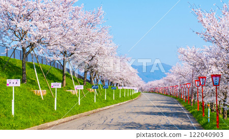 Okawazu Canal Cherry Blossom Tree Line 122040903