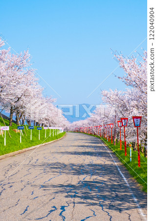大川津分水嶺櫻花樹 大川津分水嶺櫻花樹 122040904