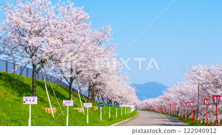 Okawazu Canal Cherry Blossom Tree Line 122040912