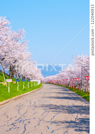 Okawazu Canal Cherry Blossom Tree Line Okawazu Canal Cherry Blossom Tree Line 122040913