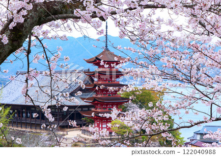 Spring in full bloom, cherry blossoms, five-story pagoda and Senjokaku 122040988