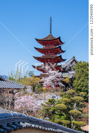 Springtime Itsukushima seen from the path, blue sky, cherry blossoms and five-story pagoda 122040990