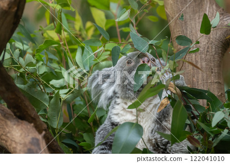 Cute koala eating eucalyptus leaves Cute koala eating eucalyptus leaves 122041010