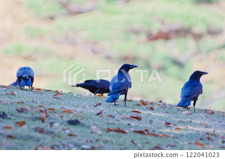 A flock of carrion crows 122041023