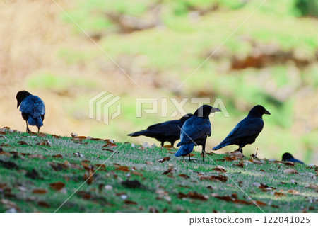 烏鴉群 122041025