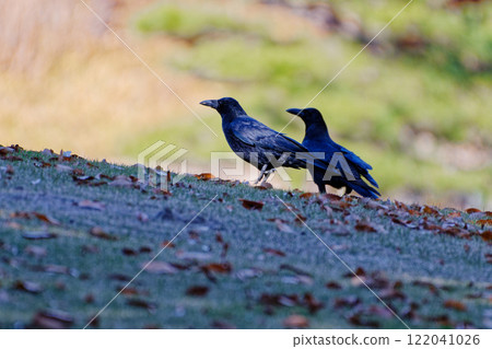 烏鴉群 122041026