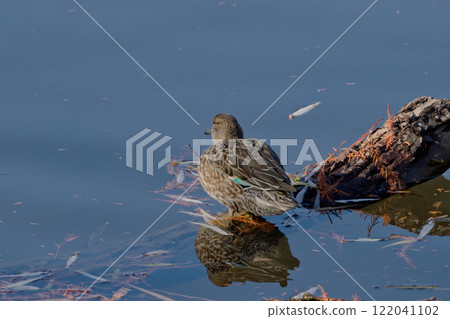 Teal duck at the waterside 122041102