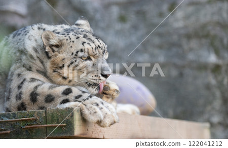 A cute snow leopard grooming itself A cute snow leopard grooming itself 122041212