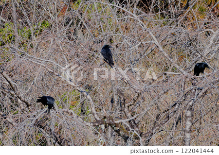 烏鴉群 122041444