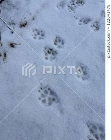 雪中狗的腳印 雪中狗的腳印 122041479