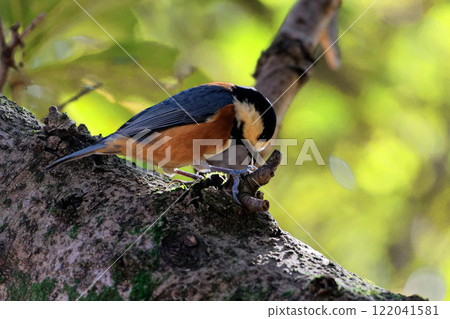 Varied tit foraging on a tree trunk 122041581