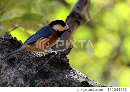 Varied tit foraging on a tree trunk Varied tit foraging on a tree trunk 122041582