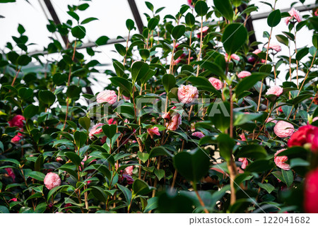 A lush Camellia japonica bush with delicate pink blossoms and glossy green leaves, showcasing the beauty of this ornamental plant in a greenhouse environment A lush Camellia japonica bush with delicate pink blossoms and glossy green leaves, showcasing the beauty of this ornamental plant in a greenhouse environment 122041682