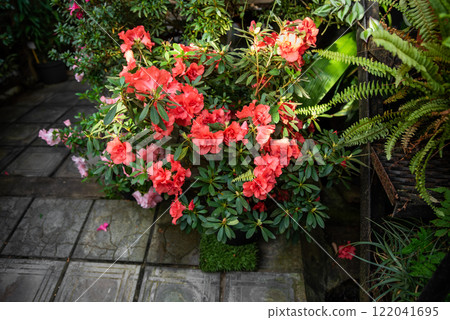 Bright pink Japanese azalea flowers with lush green leaves in a garden setting, perfect for ornamental landscaping Bright pink Japanese azalea flowers with lush green leaves in a garden setting, perfect for ornamental landscaping 122041695