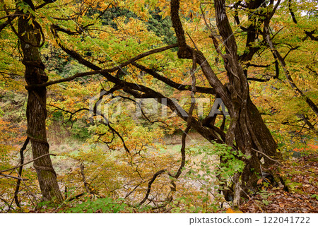 Tonohetsuri amidst autumn foliage 122041722