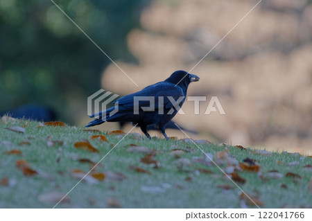 鴉科烏鴉的覓食 122041766