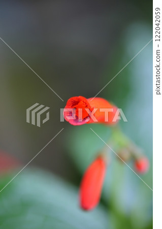 Zinningia macropoda flower 122042059