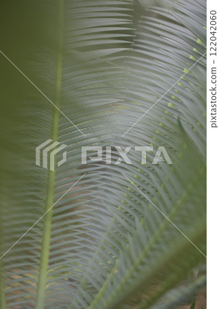 Dione Edule Leaves 122042060