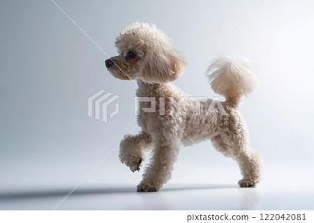 Adorable gray poodle walking confidently on a white background, showcasing its fluffy curls and playful demeanor in a clean, minimal setting. Pet. Animals. 122042081