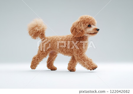 Adorable gray poodle walking confidently on a white background, showcasing its fluffy curls and playful demeanor in a clean, minimal setting. Pet. Animals. 122042082
