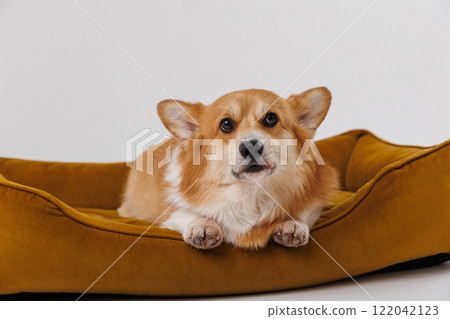 Corgi dog relaxing in a cozy pet bed, happy and comfortable at home 122042123
