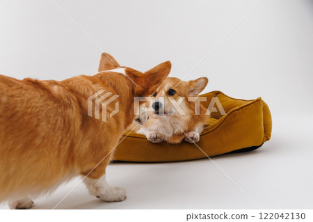 Two playful Corgi dogs interacting, one resting on a cozy dog bed 122042130