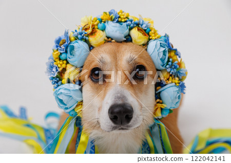 Corgi dog in traditional Ukrainian floral wreath with colorful ribbons, happy pet 122042141