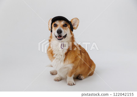 Cute dog wearing a black cap, posing happily on a white background Cute dog wearing a black cap, posing happily on a white background 122042155