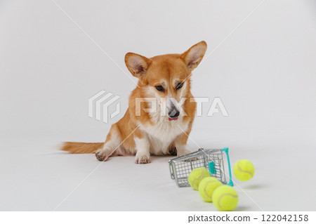 Corgi dog with shopping cart, playing with tennis balls, cute pet activity indoors 122042158